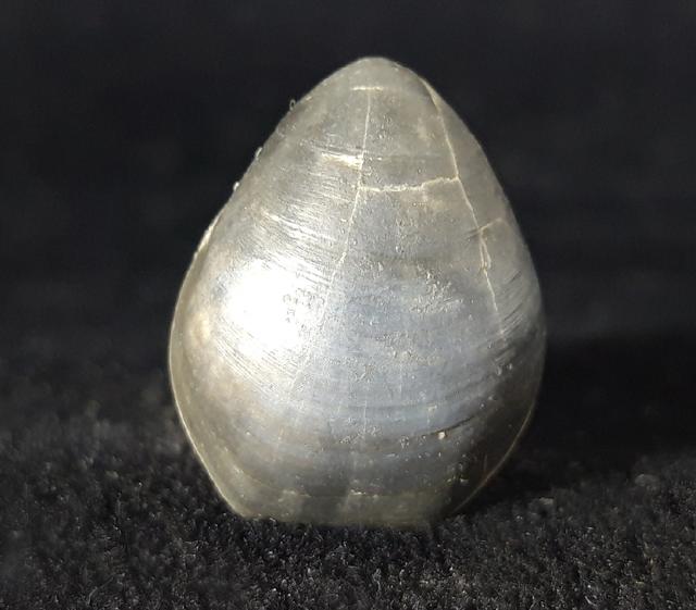 Ornithella bathonica (ROLLIER 1919) - Bild © FossNet FossilienStore